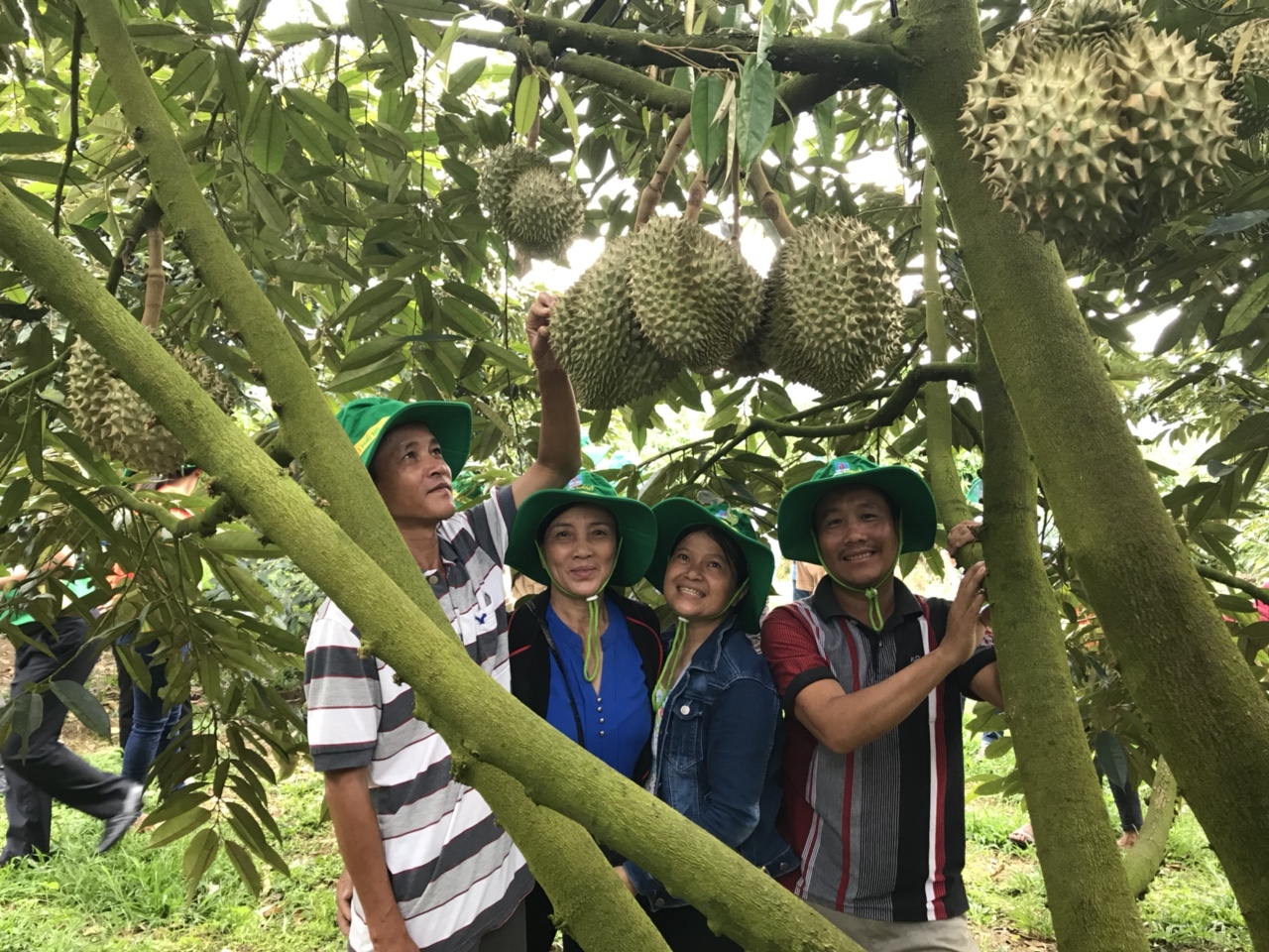 PVFCCo đồng hành cùng nông dân tỉnh Khánh Hòa phát triển bền vững cây sầu riêng
